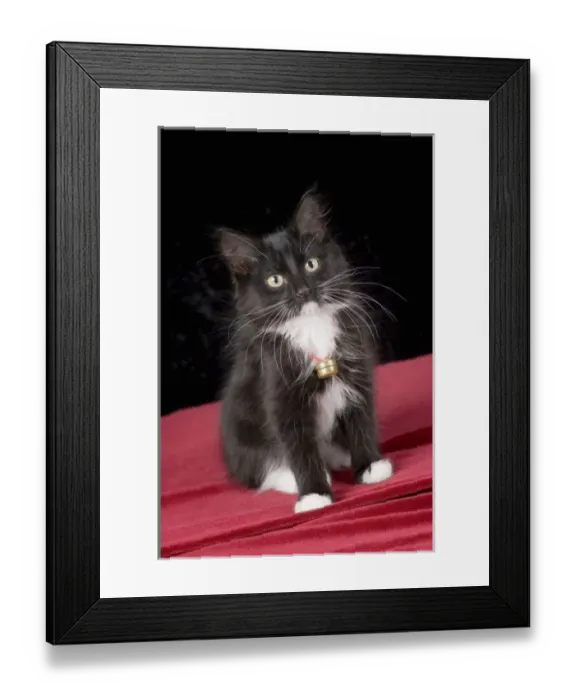 Framed Print : Black & white short-haired kitten, 2 1 / 2 months old Framed Print : Black & white short-haired kitten, 2 1 / 2 months old