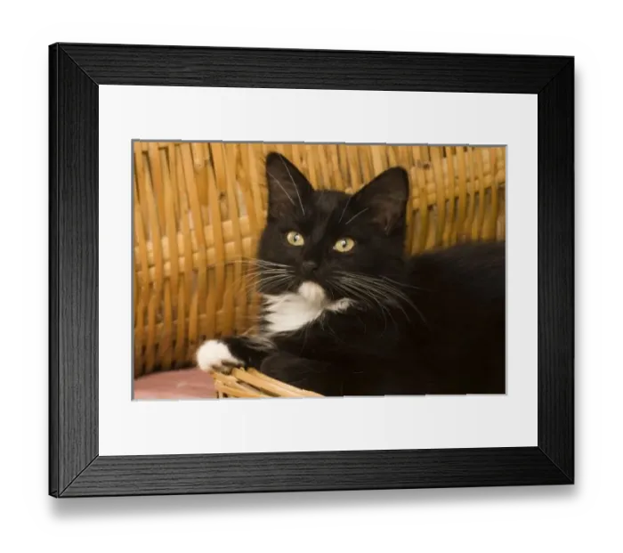 Framed Print : Nature, Fauna Framed Print : Nature, Fauna