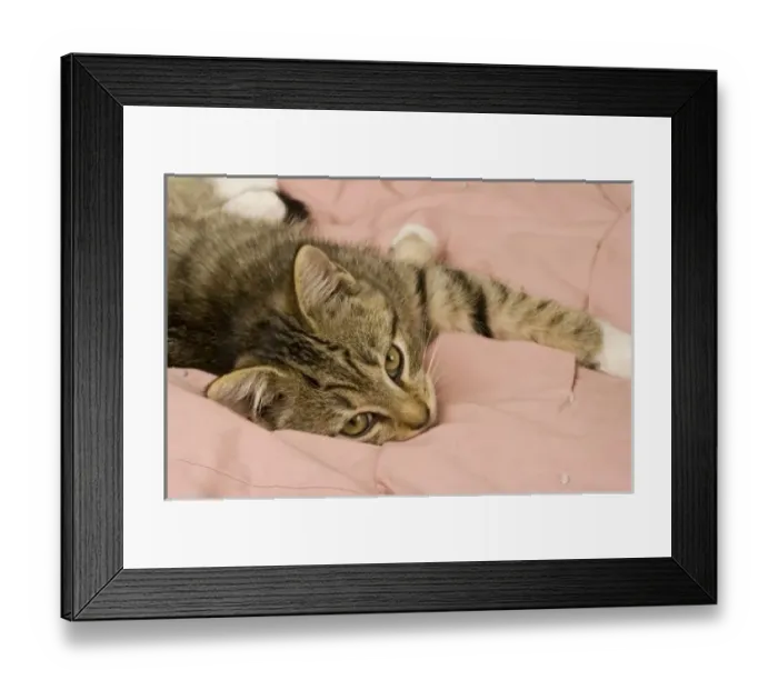 Framed Print : Silver tabby stretched