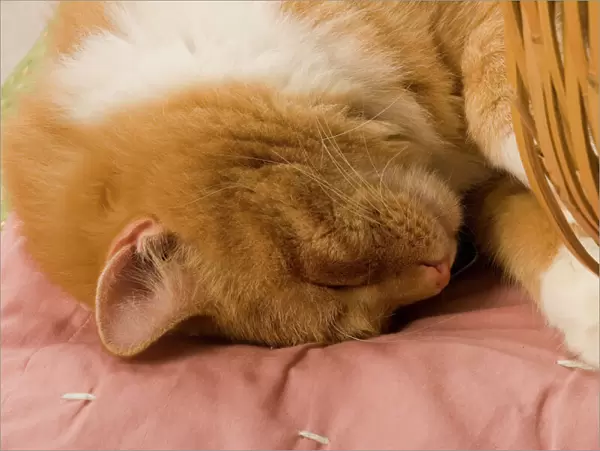 Orange tabby sleeping
