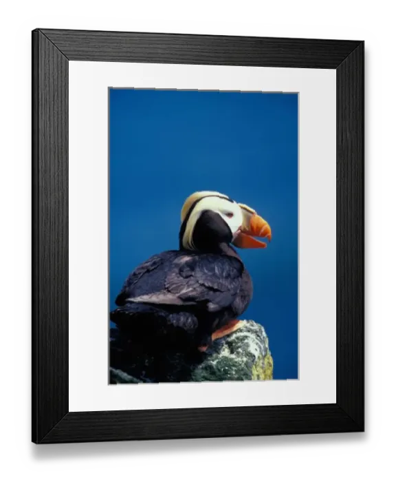 Framed Print : NA, USA, Alaska, Pribilof Islands, St. Paul Island, Tufted puffin Framed Print : NA, USA, Alaska, Pribilof Islands, St. Paul Island, Tufted puffin