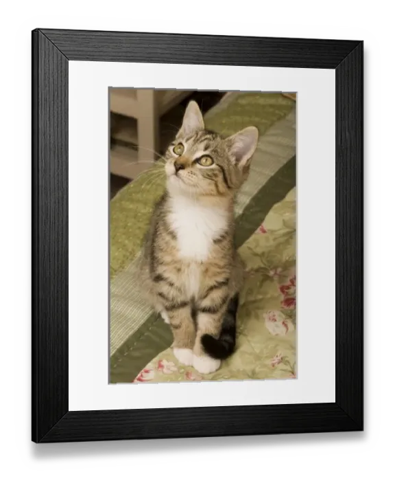 Framed Print : Silver tabby on