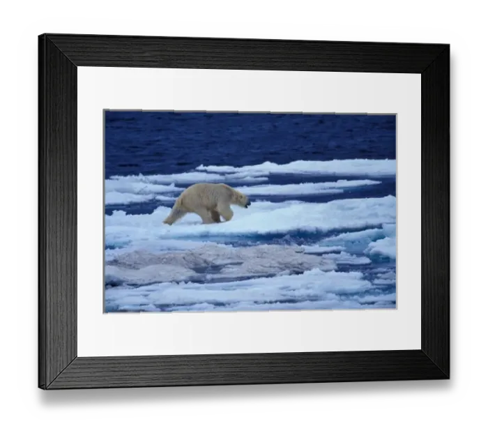 Framed Print : NA, USA, Alaska, Polar bear (Ursus maritimus) on Chukchi Sea Framed Print : NA, USA, Alaska, Polar bear (Ursus maritimus) on Chukchi Sea
