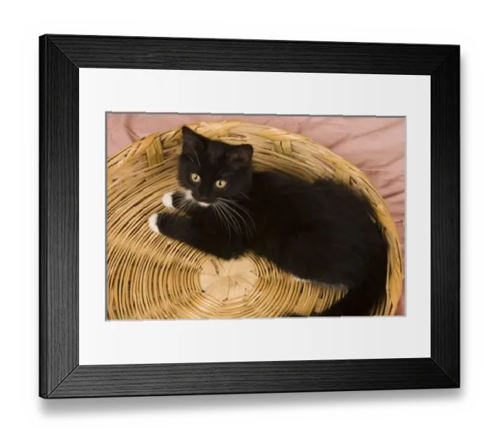 Framed Print : Nature, Fauna Framed Print : Nature, Fauna