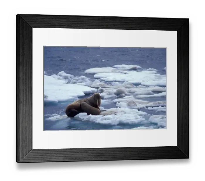 Framed Print : NA, USA, Alaska, Walrus and young on ice in Chukchi Sea Framed Print : NA, USA, Alaska, Walrus and young on ice in Chukchi Sea