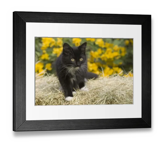 Framed Print : Black & white short-haired Framed Print : Black & white short-haired