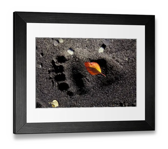 Framed Print : NA, USA, Alaska, Katmai NP, Brown bear pawprint in sand at Brooks Camp