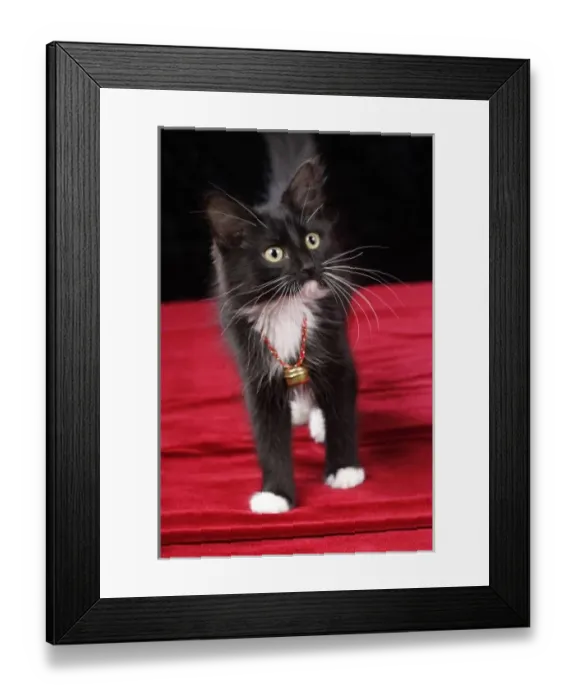 Framed Print : Black & white short-haired kitten, 2 1 / 2 months old Framed Print : Black & white short-haired kitten, 2 1 / 2 months old