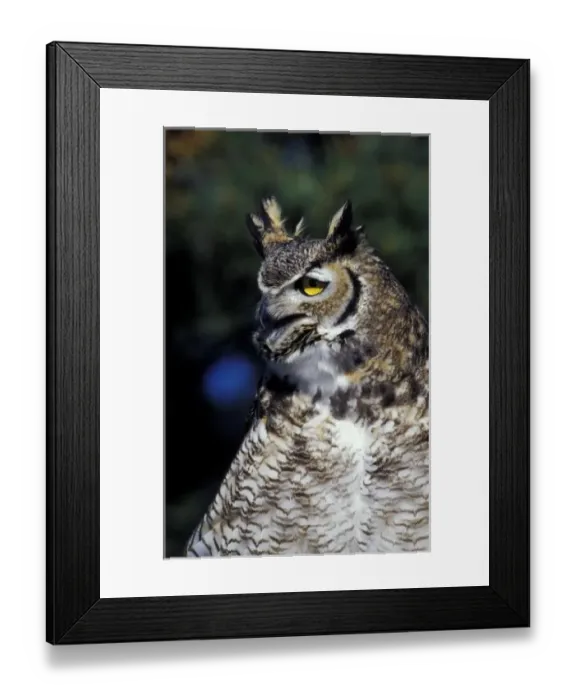 Framed Print : USA, New Mexico, Wildlife West Nature Park. Great Horned Owl in defense mode (Bubo Framed Print : USA, New Mexico, Wildlife West Nature Park. Great Horned Owl in defense mode (Bubo