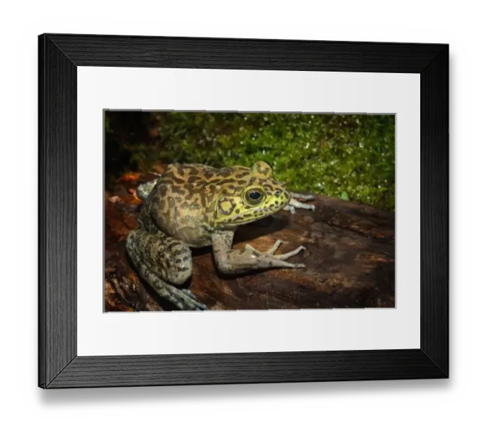 Framed Print : Bullfrog, Rana