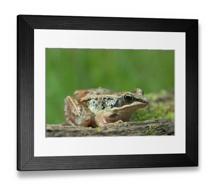 Framed Print : Wood frog. Rana sylvatica