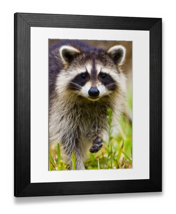 Framed Print : The raccoon, Procyon Framed Print : The raccoon, Procyon