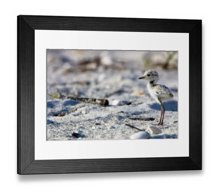 Framed Print : Young Snowy Plovers (Charadrius alexandrinus) leave their nest within three hours of hatching Framed Print : Young Snowy Plovers (Charadrius alexandrinus) leave their nest within three hours of hatching