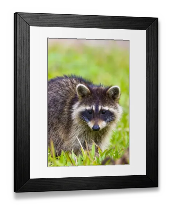 Framed Print : The raccoon, Procyon Framed Print : The raccoon, Procyon