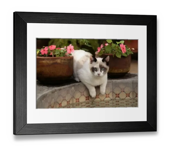Framed Print : San Miguel de Allende, Mexico. Kitten rests in courtyard fountain Framed Print : San Miguel de Allende, Mexico. Kitten rests in courtyard fountain