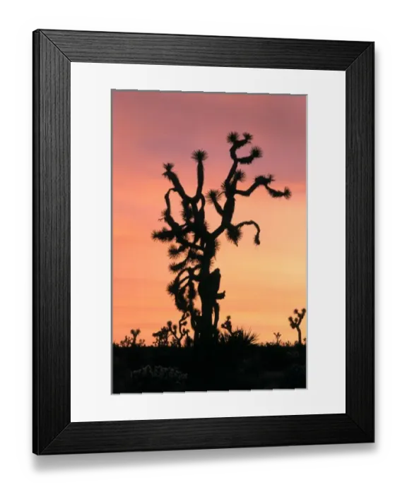 Framed Print : joshua tree, Yucca
