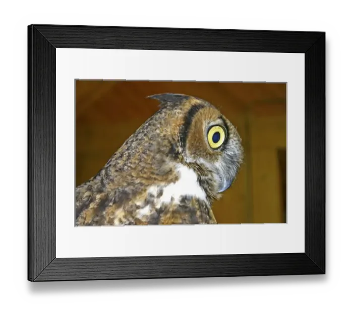 Framed Print : Nature, Fauna Framed Print : Nature, Fauna
