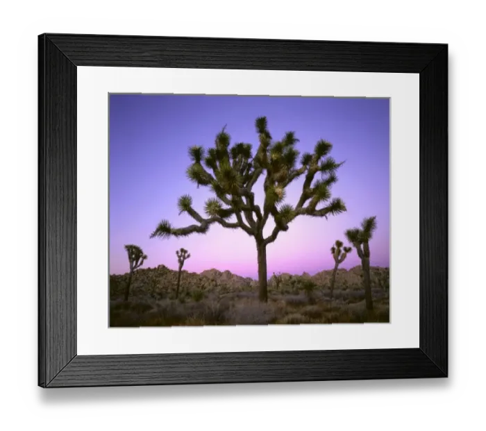Framed Print : JOSHUA TREE NATIONAL PARK, CALIFORNIA. USA. Joshua tree (Yucca brevifolia) at dusk Framed Print : JOSHUA TREE NATIONAL PARK, CALIFORNIA. USA. Joshua tree (Yucca brevifolia) at dusk