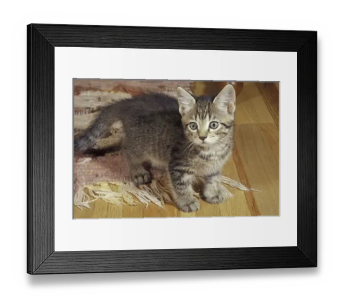 Framed Print : Silver tabby kitten, eight weeks old Framed Print : Silver tabby kitten, eight weeks old