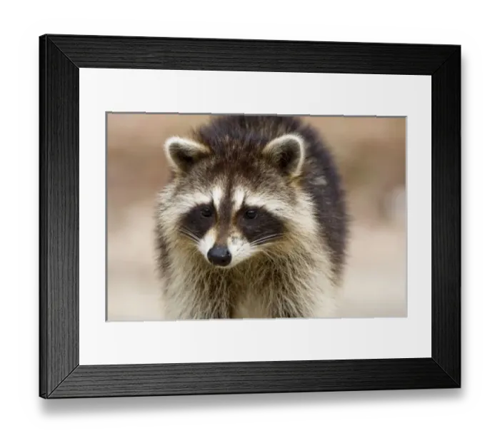 Framed Print : The raccoon, Procyon Framed Print : The raccoon, Procyon