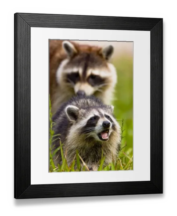 Framed Print : The raccoon, Procyon Framed Print : The raccoon, Procyon