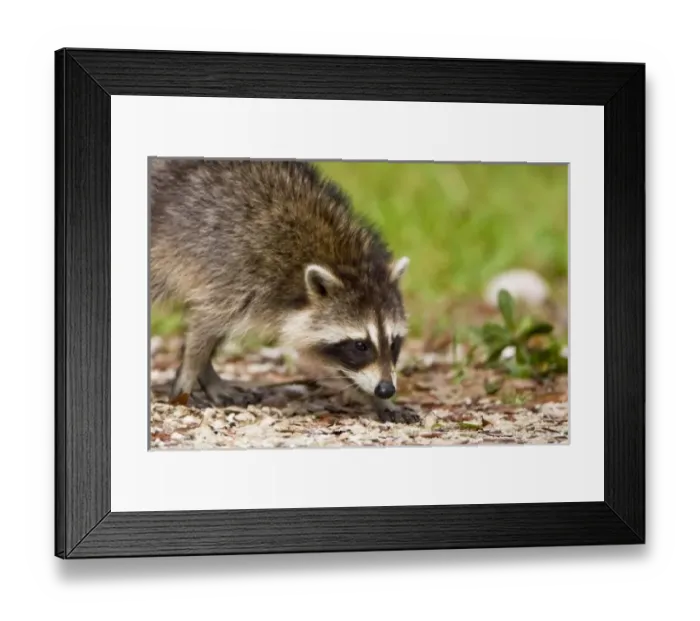 Framed Print : The raccoon, Procyon Framed Print : The raccoon, Procyon