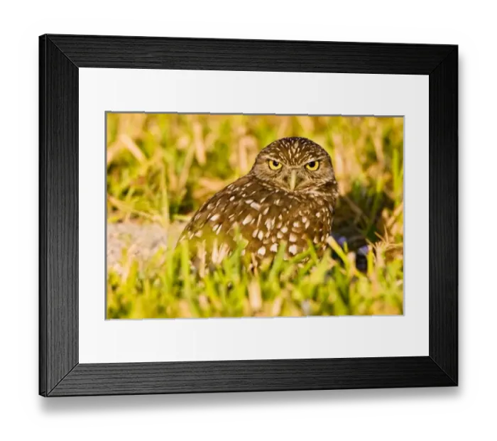 Framed Print : Burrowing owls Framed Print : Burrowing owls