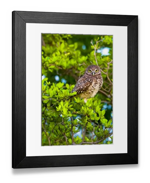 Framed Print : Burrowing owls