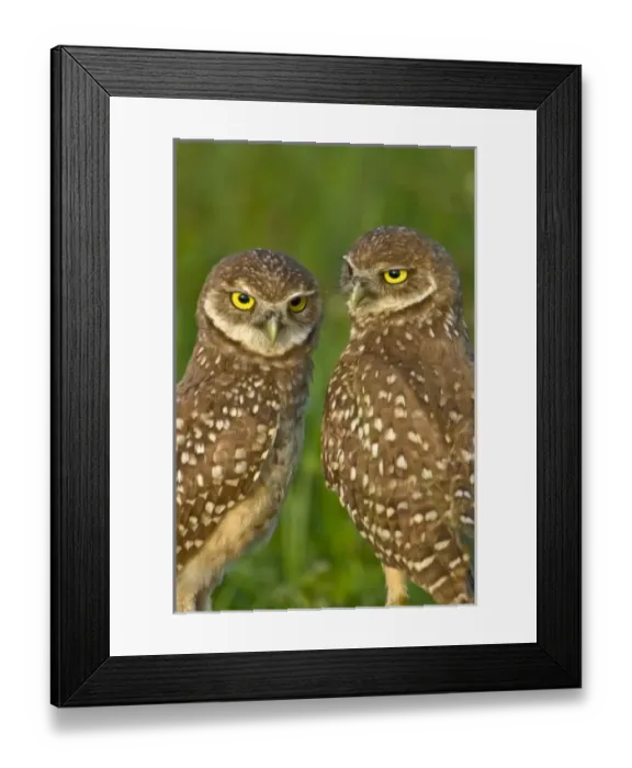Framed Print : Burrowing owls are a popular site on Marco Island, Florida where they excavate Framed Print : Burrowing owls are a popular site on Marco Island, Florida where they excavate