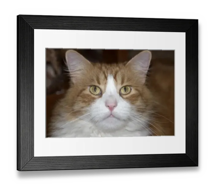 Framed Print : Jack domestic orange and white maine coon cat Framed Print : Jack domestic orange and white maine coon cat