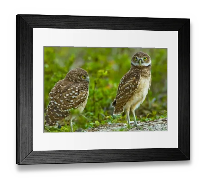 Framed Print : Burrowing owls are a popular site on Marco Island, Florida where they excavate Framed Print : Burrowing owls are a popular site on Marco Island, Florida where they excavate