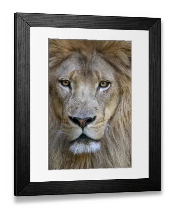 Framed Print : Adult male lion at the Sacramento Zoo, CA