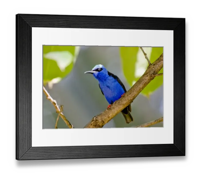 Framed Print : The Purple Honeycreeper, Cyanerpes caeruleus, is a small bird in the tanager family Framed Print : The Purple Honeycreeper, Cyanerpes caeruleus, is a small bird in the tanager family