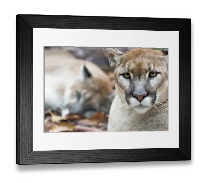 Framed Print : Cougar, mountain Framed Print : Cougar, mountain