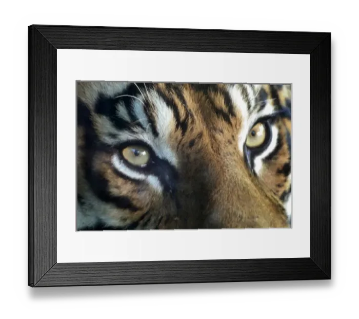 Framed Print : Close up of an Framed Print : Close up of an