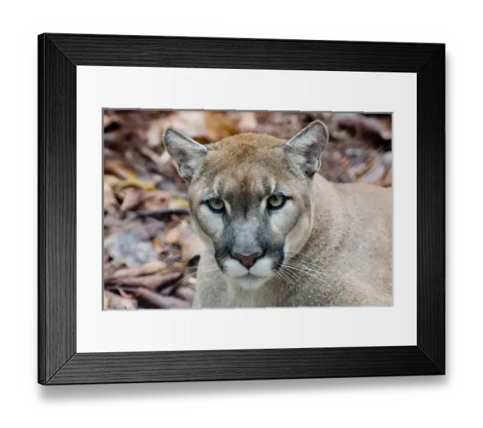 Framed Print : Cougar, mountain lion, Florida panther, Puma concolor, has greatest distribution Framed Print : Cougar, mountain lion, Florida panther, Puma concolor, has greatest distribution