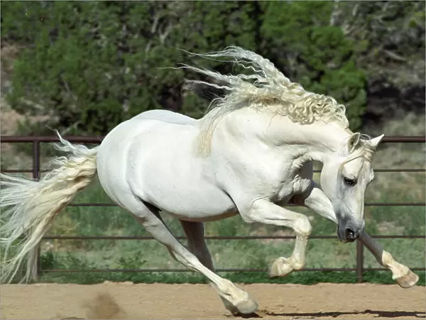 Andalusian Stallion running, PR