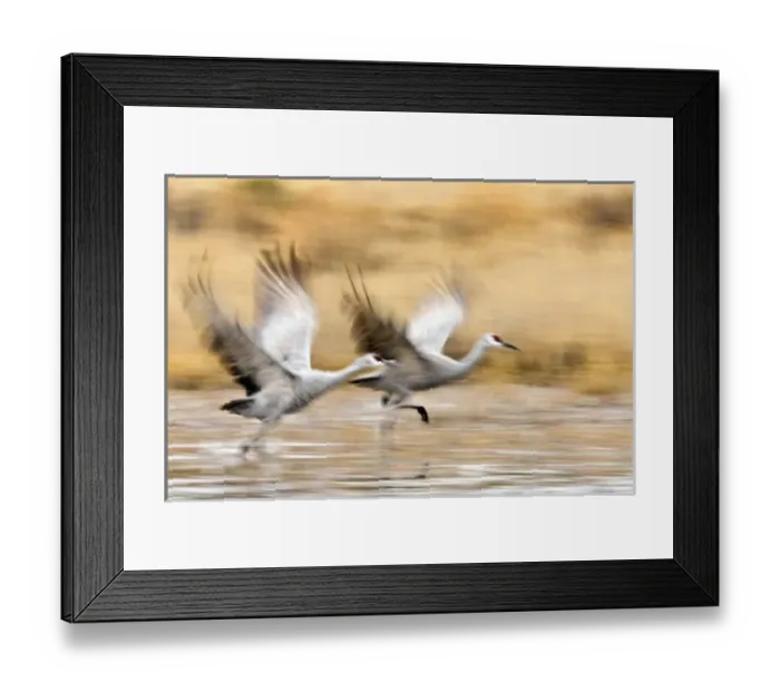 Framed Print : Sandhill Cranes Framed Print : Sandhill Cranes