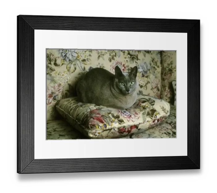 Framed Print : Cat, Minnie, Tonkinese