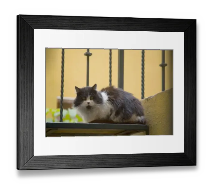 Framed Print : North America, Mexico, San Miguel de Allende. Cat waiting on steps Framed Print : North America, Mexico, San Miguel de Allende. Cat waiting on steps