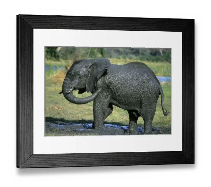 Framed Print : Nature, Fauna Framed Print : Nature, Fauna