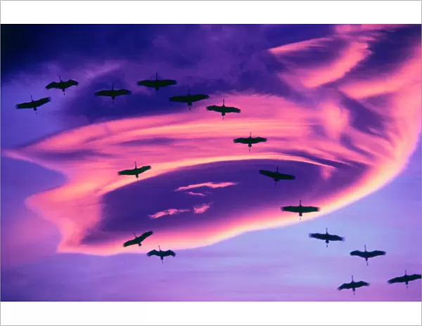 A photo composite of Sandhill cranes in flight and a lenticular cloud formation over Mt