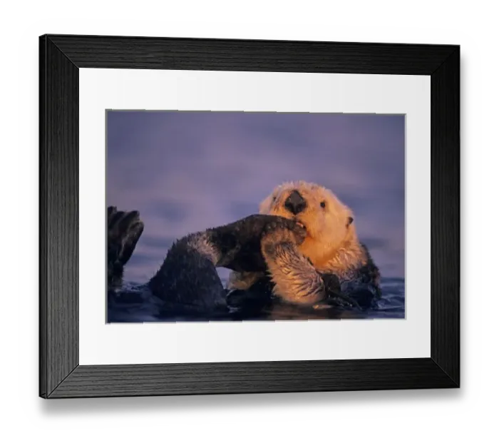 Framed Print : Sea Otter, Enhydra lutris Framed Print : Sea Otter, Enhydra lutris