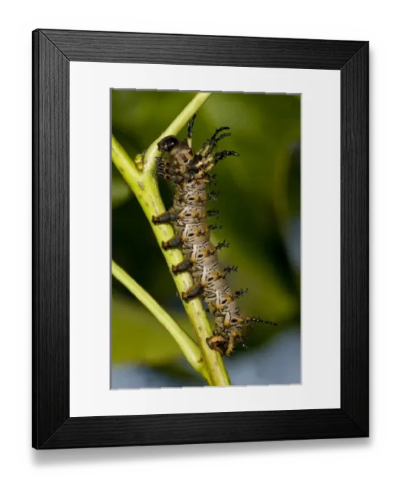 Framed Print : Hickory horned Framed Print : Hickory horned