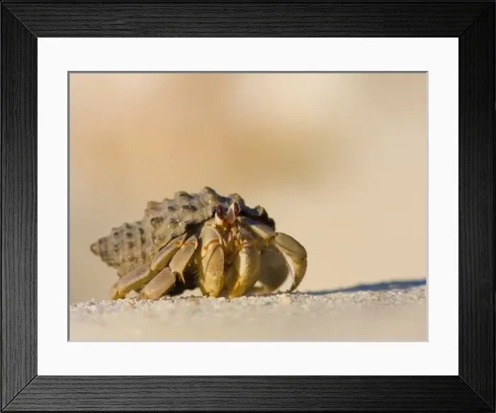 Framed Print : Hermit Crab on Framed Print : Hermit Crab on