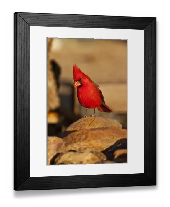 Framed Print : Nature, Fauna
