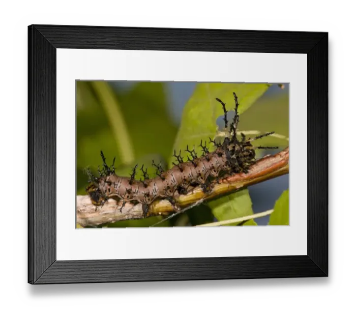 Framed Print : Arizona Horned