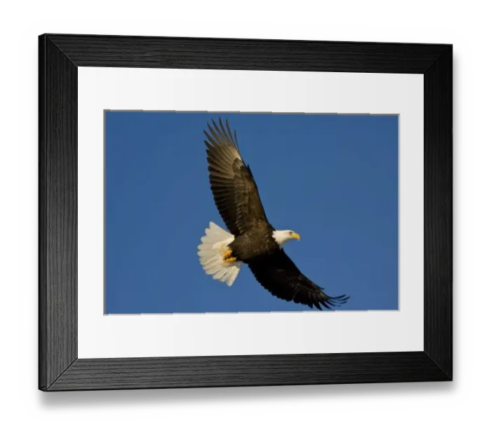 Framed Print : Bald Eagle, Haliaeetus leucocephalus, Homer, Alaska Framed Print : Bald Eagle, Haliaeetus leucocephalus, Homer, Alaska