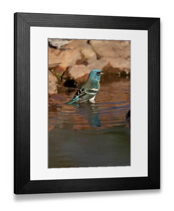 Framed Print : Lazuli Bunting (Passerina amoena) bathing in water, Arizona, USA