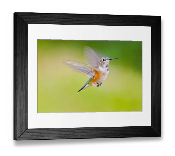 Framed Print : USA, Colorado, Summit County, Heeney. Front view close-up of female rufous hummingbird in flight